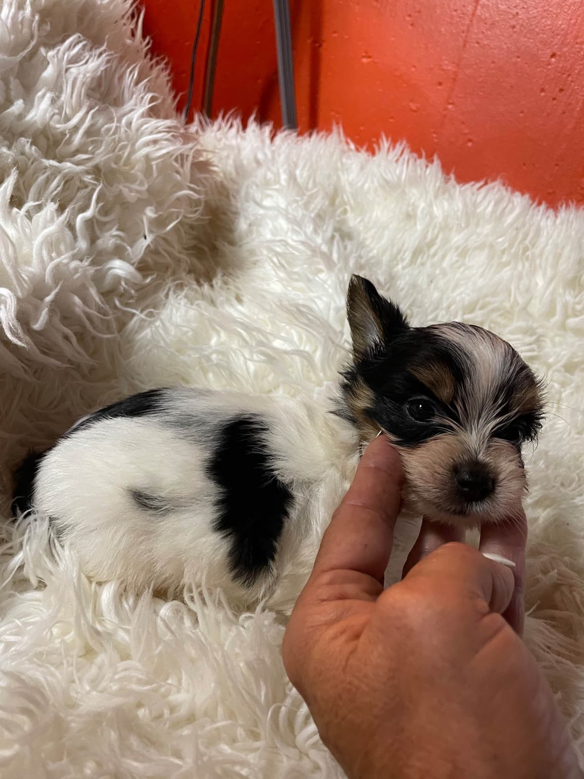 Yorkshire Terrier Puppies breeder image 1