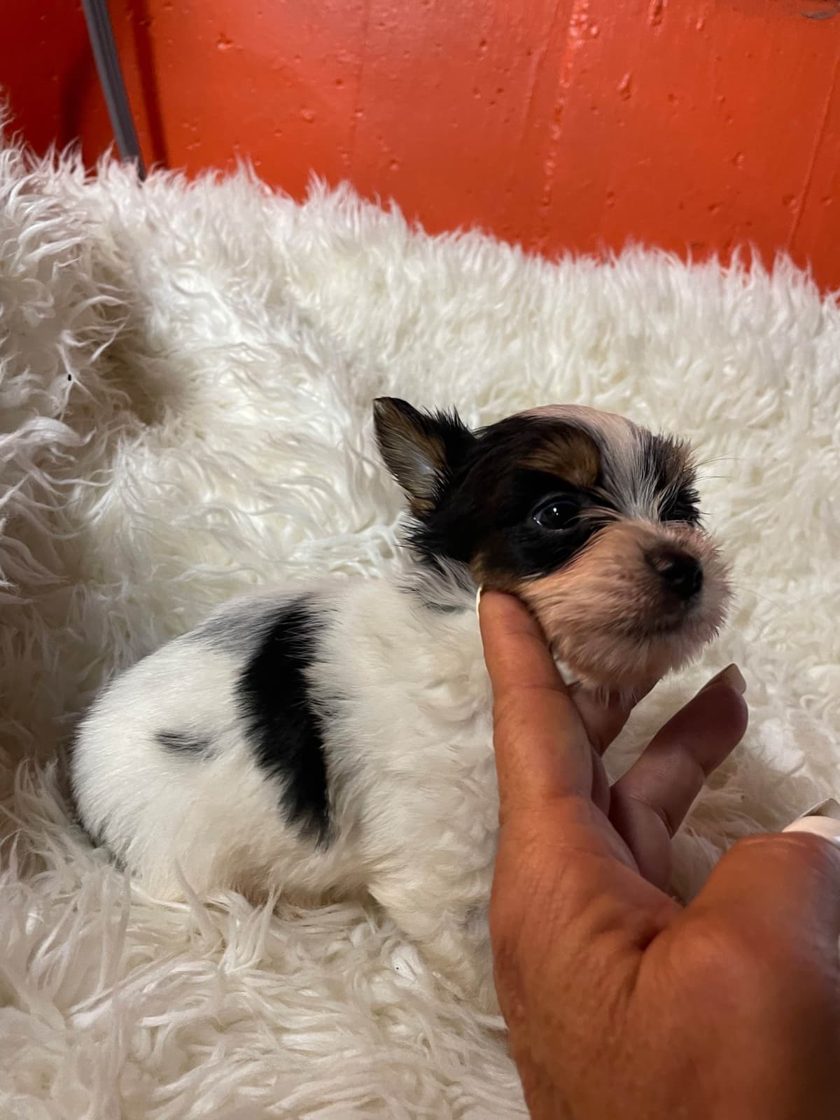 Yorkshire Terrier Puppies breeder image 3