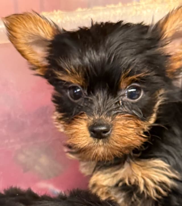 Yorkshire Terrier Puppies media 2