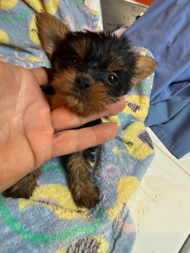 Yorkshire Terrier Puppies media 3