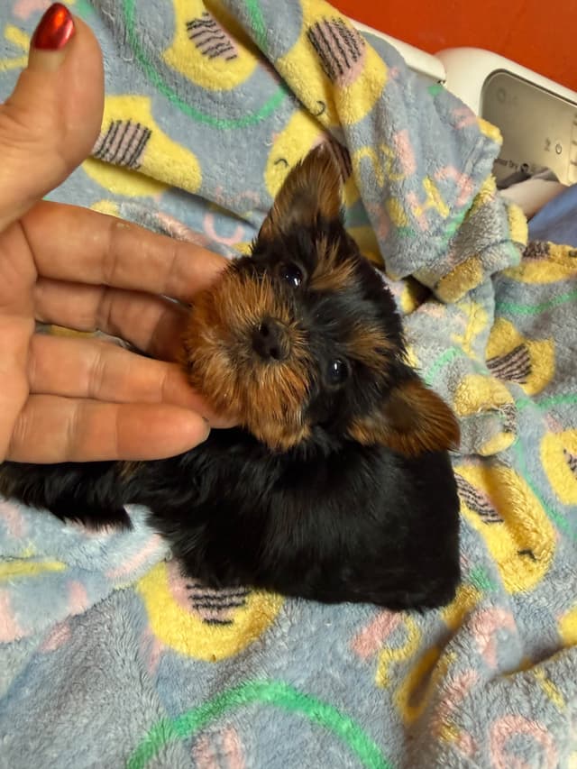 Yorkshire Terrier Puppies media 4
