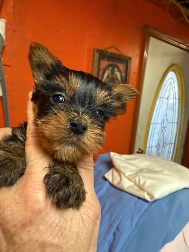 Yorkshire Terrier Puppies media 5
