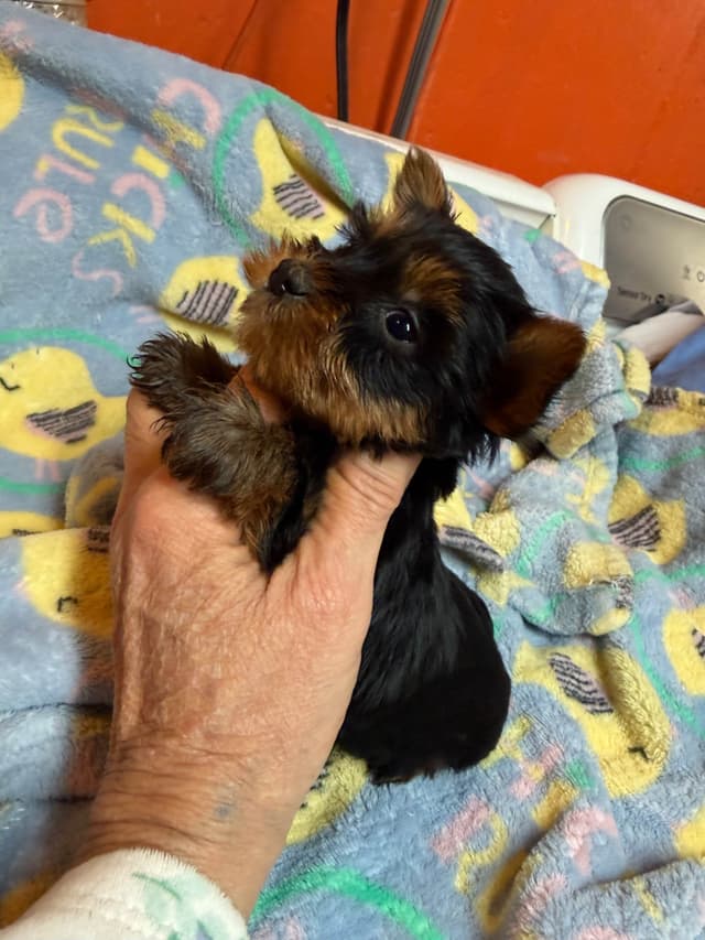 Yorkshire Terrier Puppies media 6