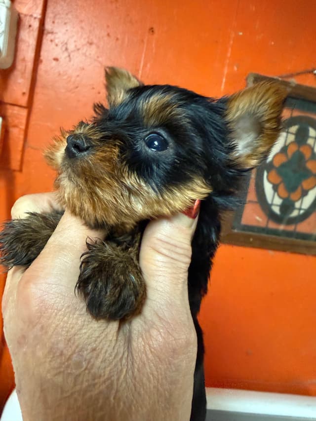 Yorkshire Terrier Puppies media 7