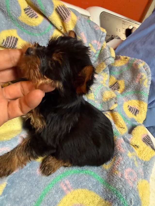 Yorkshire Terrier Puppies media 8
