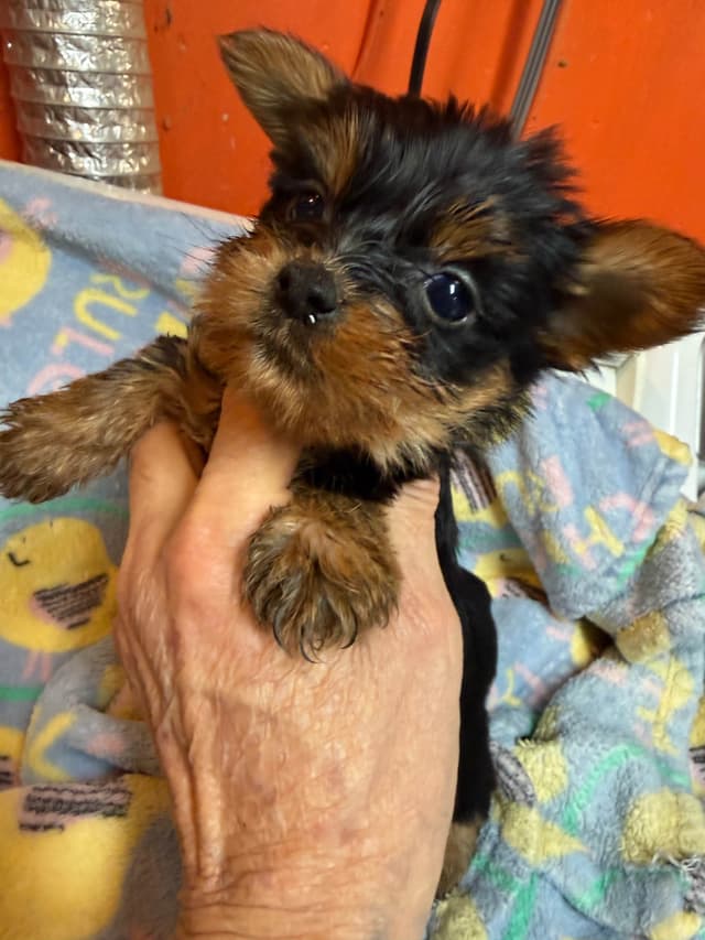 Yorkshire Terrier Puppies media 9