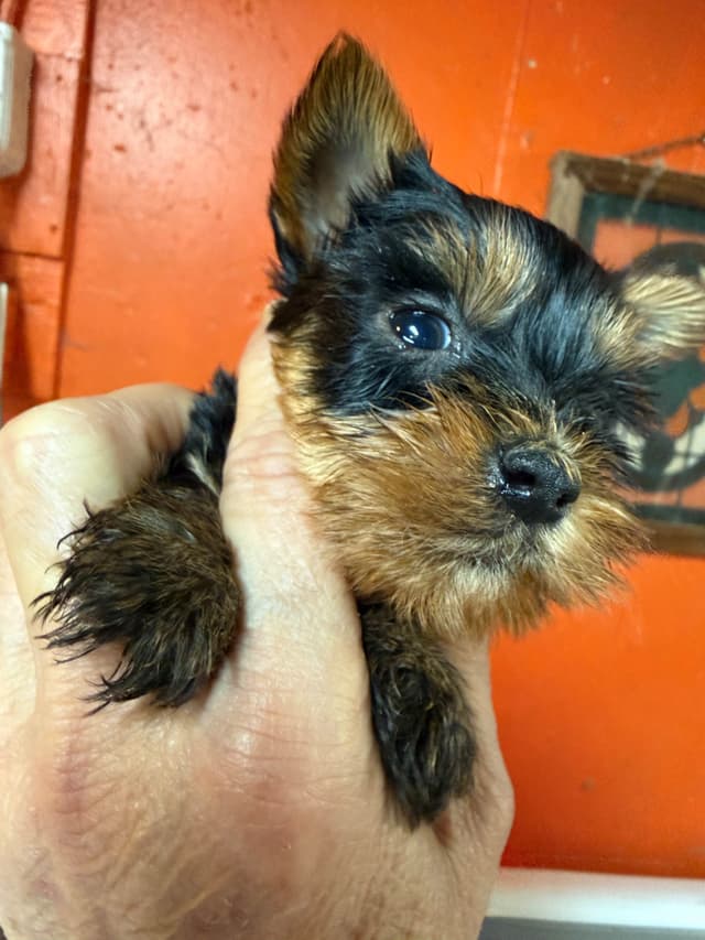Yorkshire Terrier Puppies media 10
