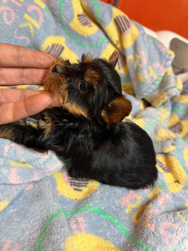 Yorkshire Terrier Puppies media 11