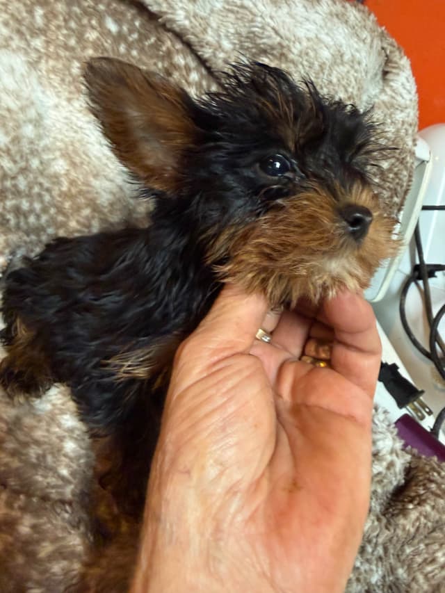 Yorkshire Terrier Puppies media 3