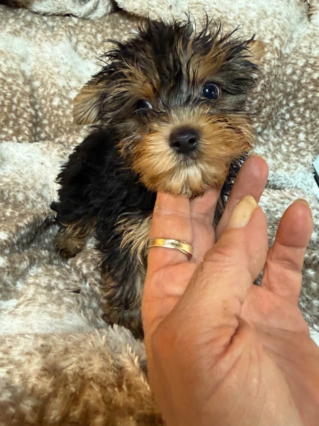 Yorkshire Terrier Puppies media 4