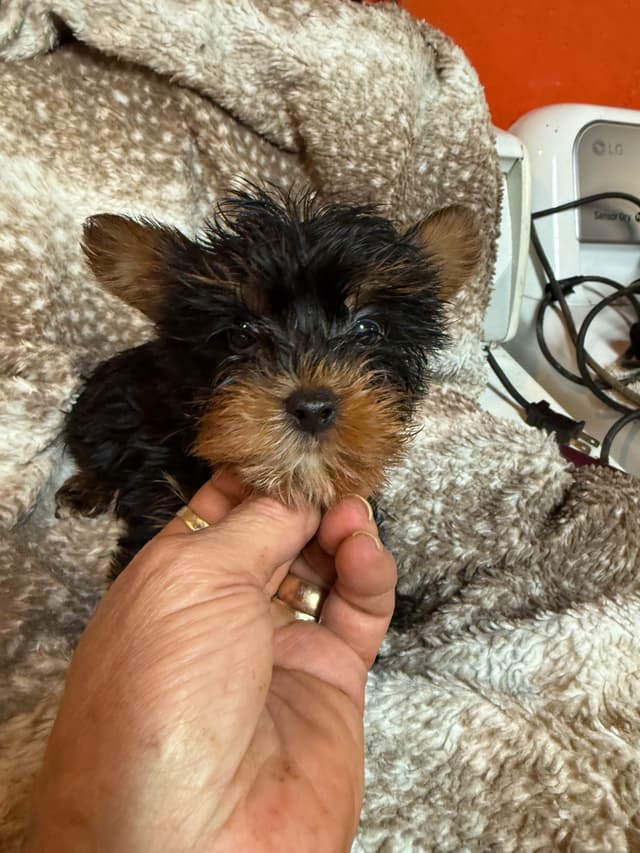 Yorkshire Terrier Puppies media 6