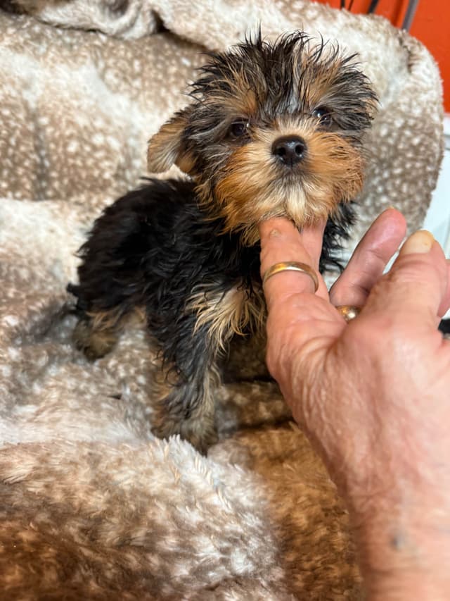 Yorkshire Terrier Puppies media 10
