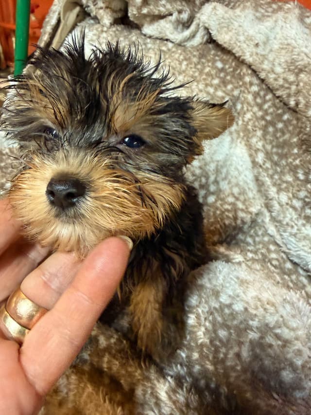 Yorkshire Terrier Puppies media 12