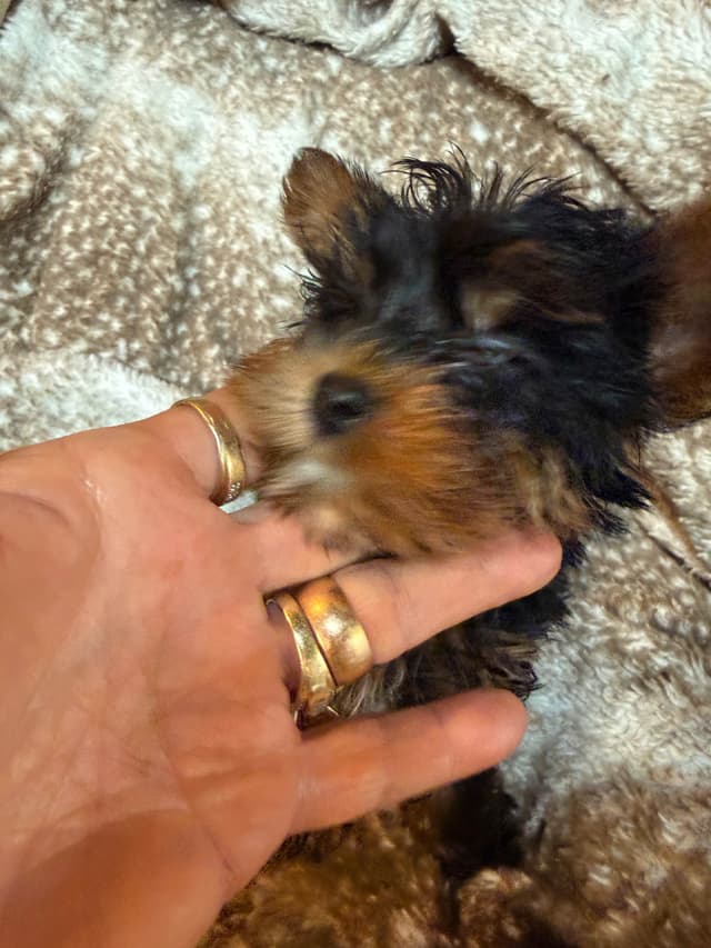 Yorkshire Terrier Puppies media 15