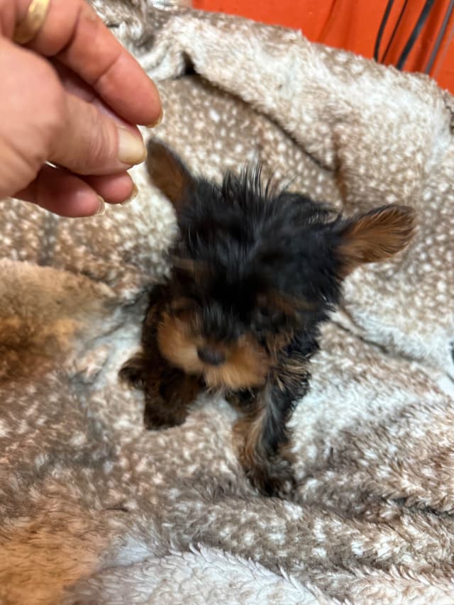 Yorkshire Terrier Puppies media 14