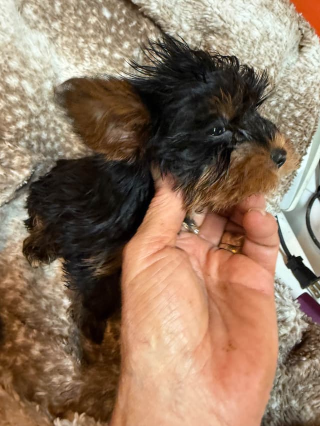 Yorkshire Terrier Puppies media 18