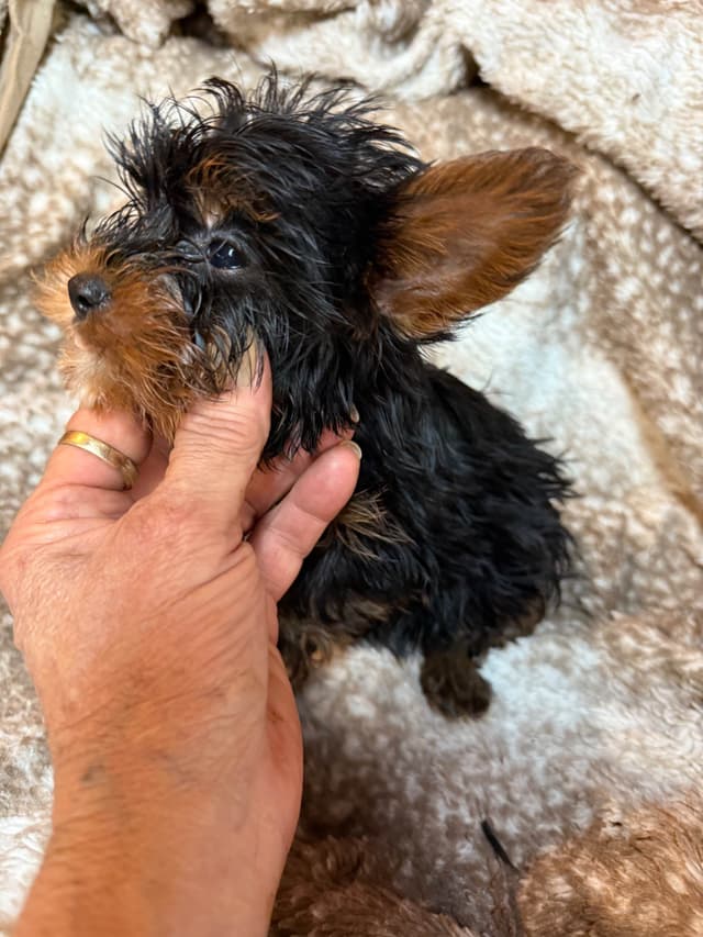 Yorkshire Terrier Puppies media 20