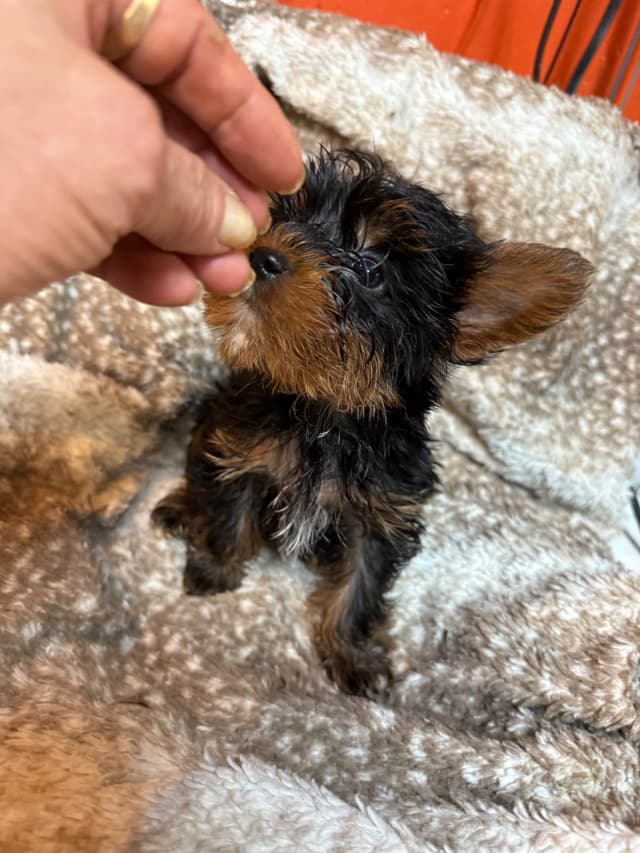 Yorkshire Terrier Puppies media 19