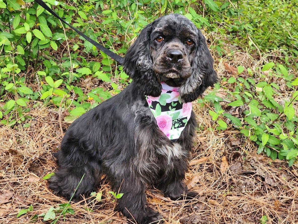 Cocker Spaniel Puppies breeder image 1