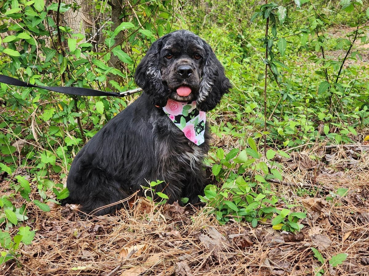 Cocker Spaniel Puppies breeder image 3