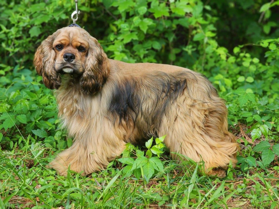 Cocker Spaniel Puppies breeder image 5