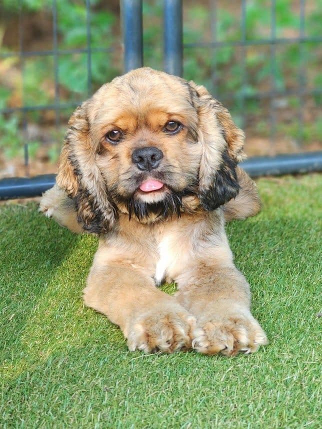 Cocker Spaniel Puppies breeder image 4