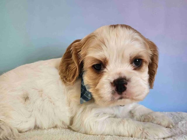 Cocker Spaniel Puppies media 2