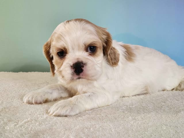 Cocker Spaniel Puppies media 4