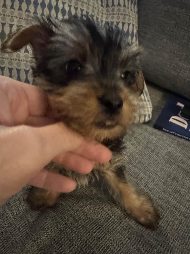 Yorkshire Terrier Puppies media 2