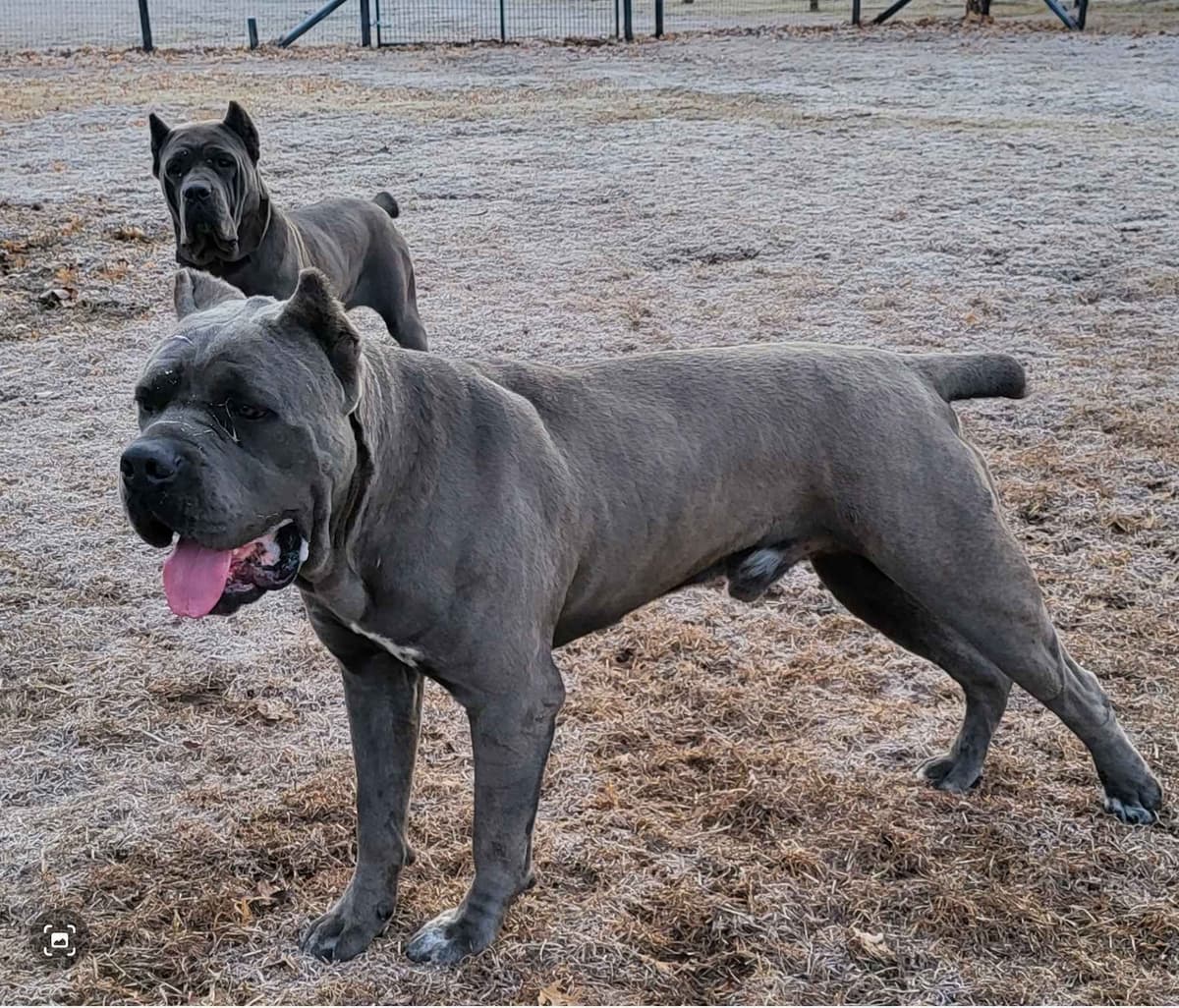 Cane Corso Puppies breeder image 1
