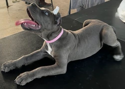 Cane Corso Puppies breeder image 2
