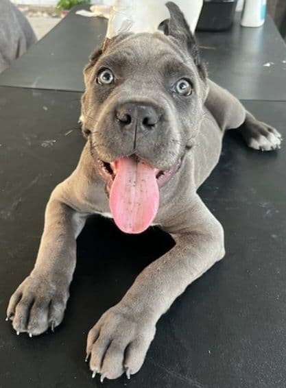 Cane Corso Puppies breeder image 3