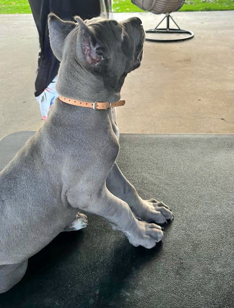 Cane Corso Puppies breeder image 4