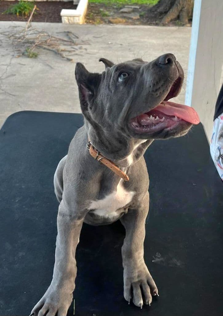 Cane Corso Puppies breeder image 5