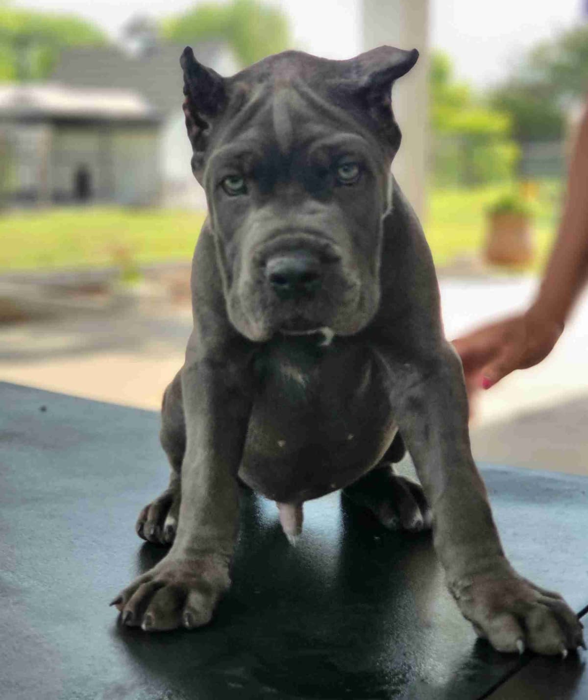 Cane Corso Puppies breeder image 6