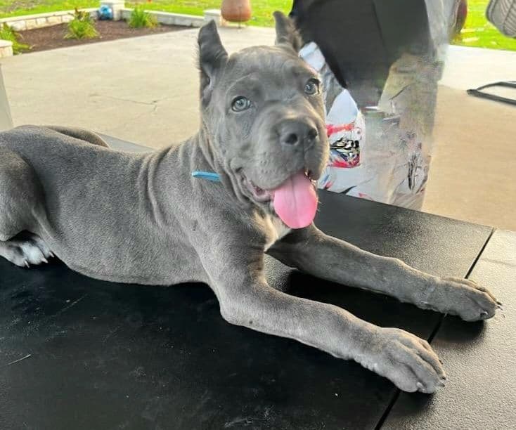 Cane Corso Puppies breeder image 7