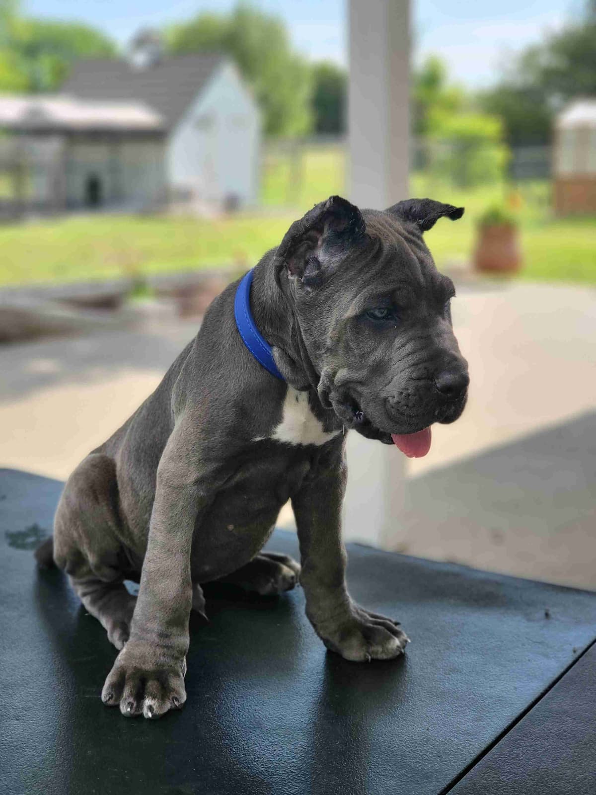 Cane Corso Puppies breeder image 8