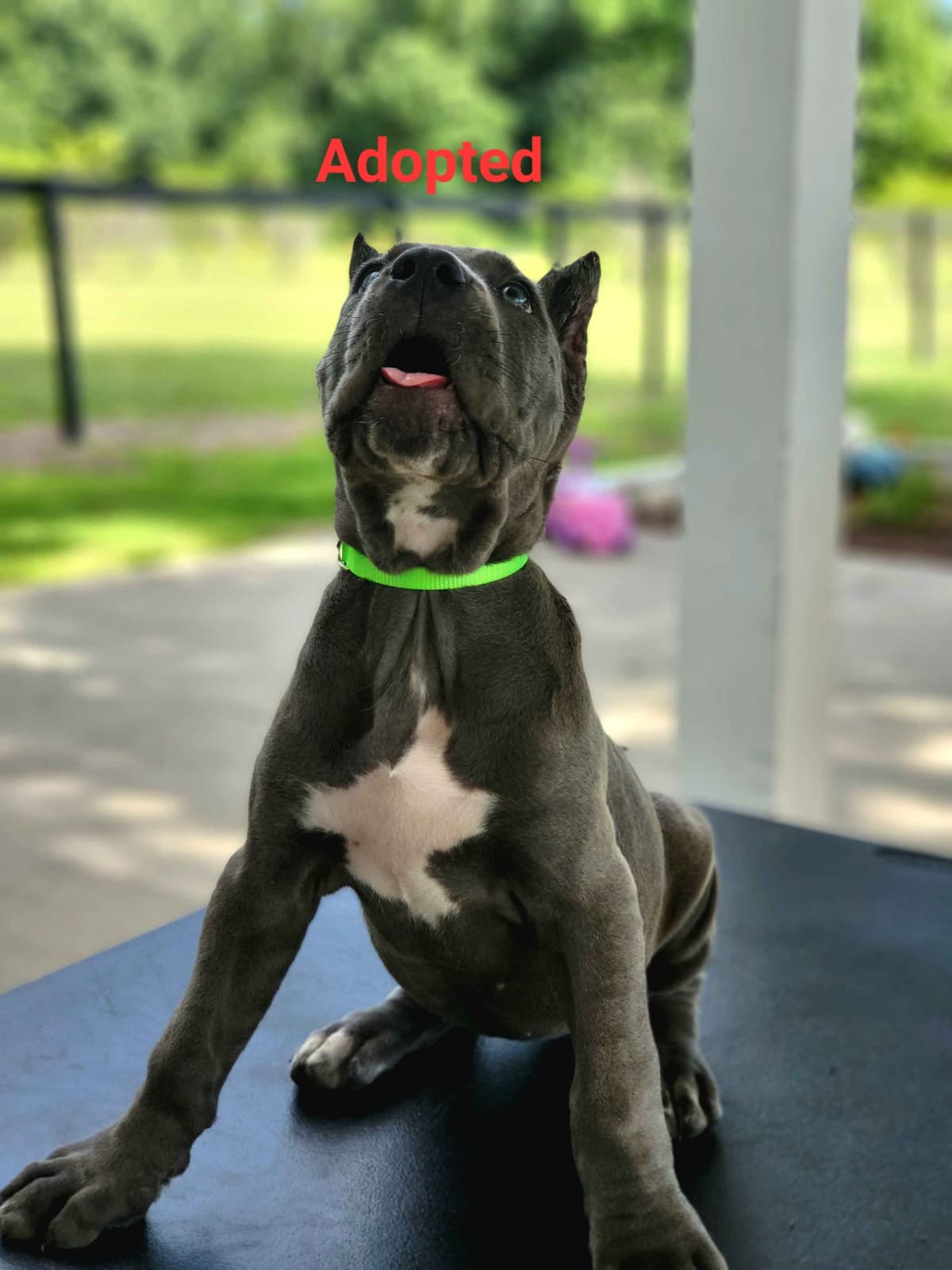Cane Corso Puppies breeder image 10