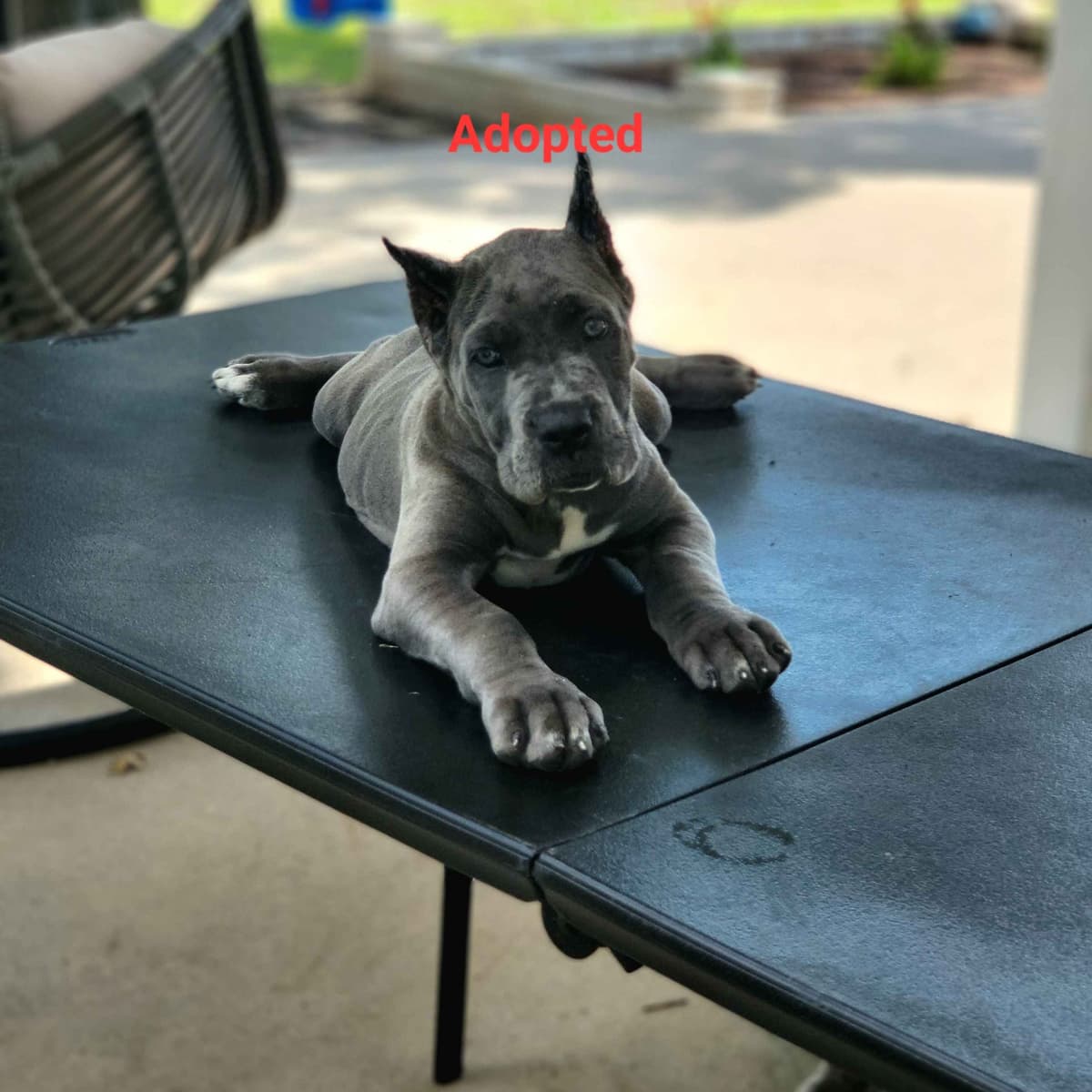 Cane Corso Puppies breeder image 11
