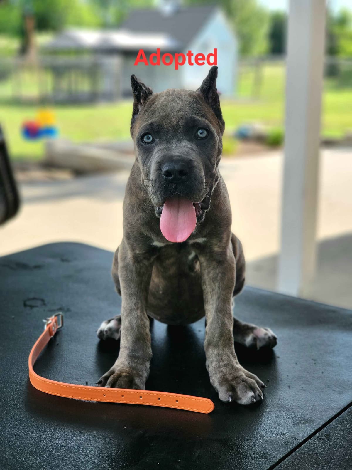 Cane Corso Puppies breeder image 14