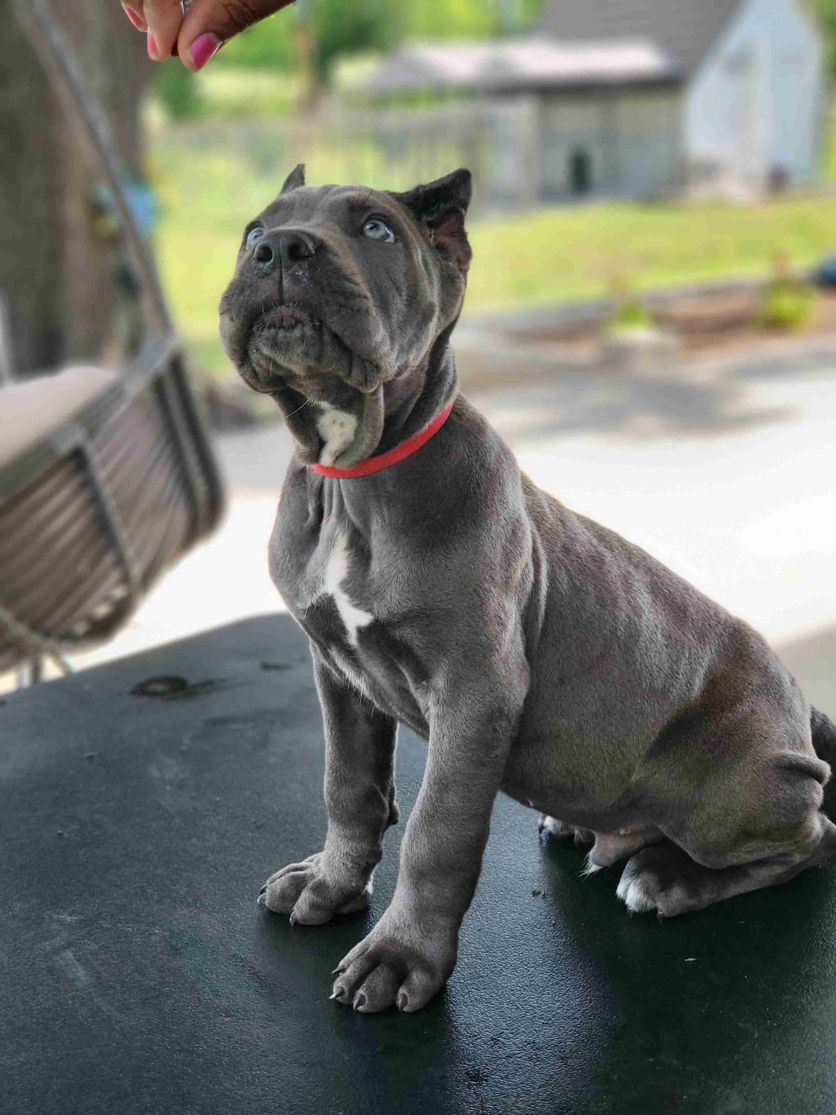 Cane Corso Puppies breeder image 12