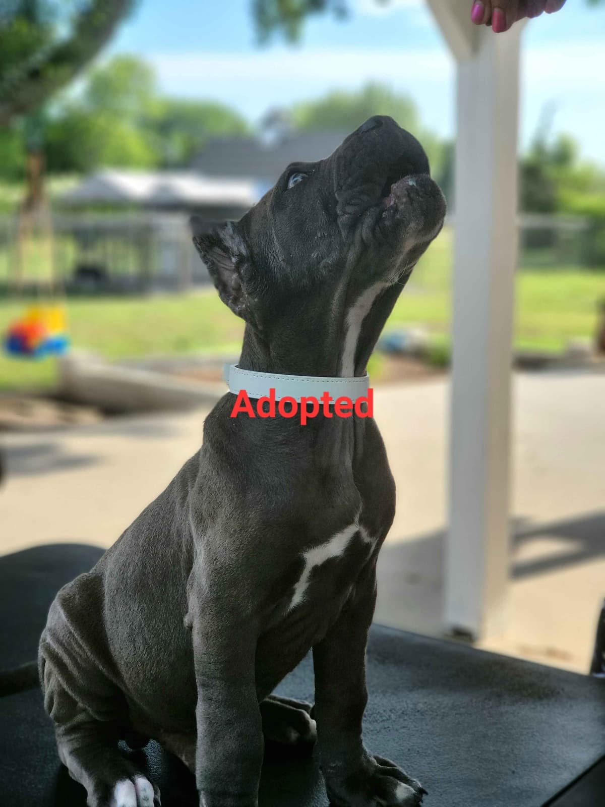 Cane Corso Puppies breeder image 13