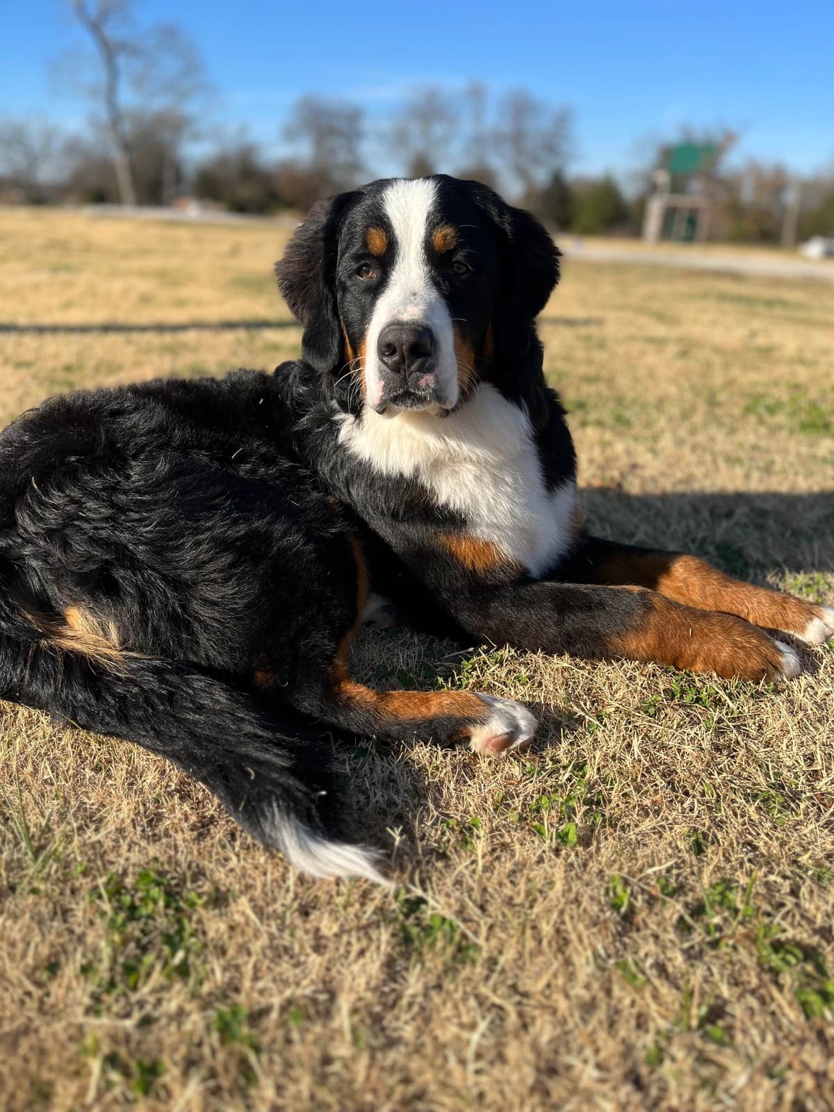Bernese Mountain Dog Puppies breeder image 1
