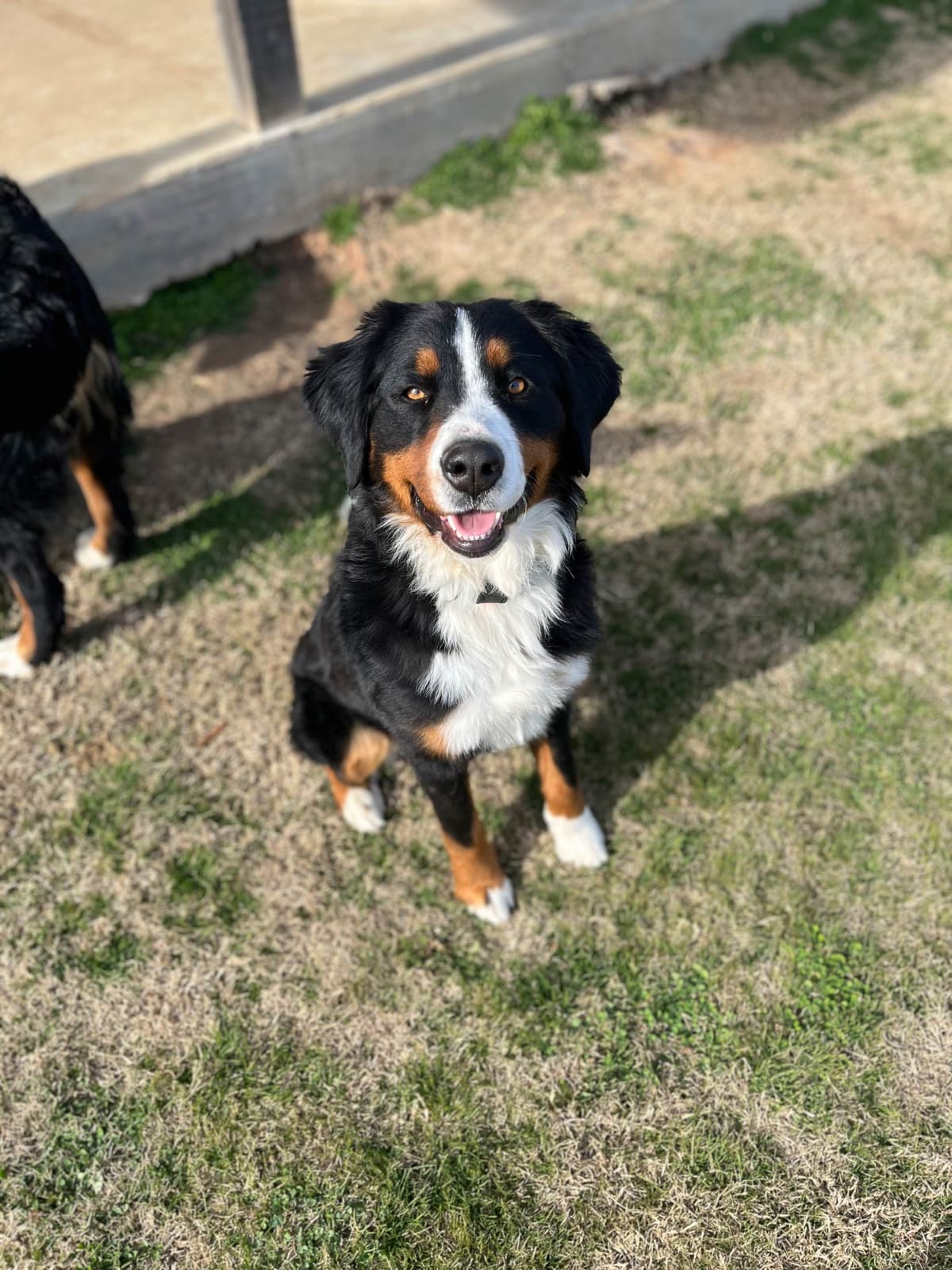Bernese Mountain Dog Puppies breeder image 2
