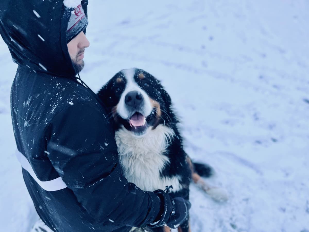 Bernese Mountain Dog Puppies breeder image 3
