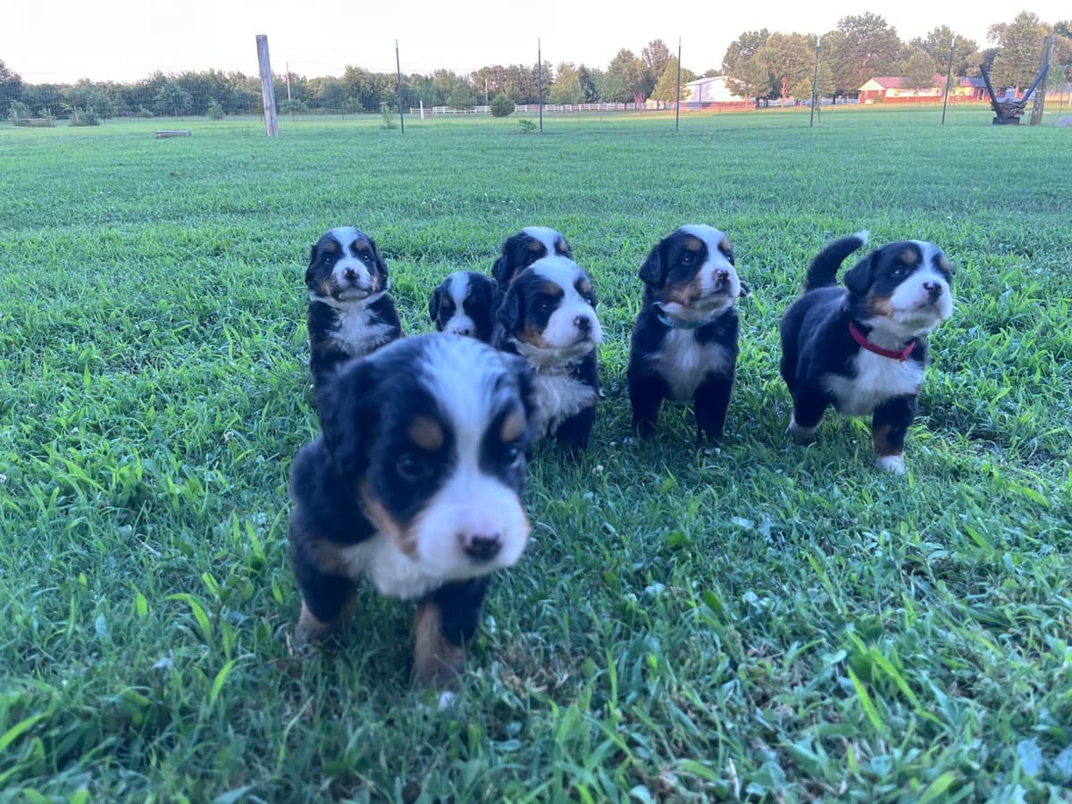 Bernese Mountain Dog Puppies breeder image 8