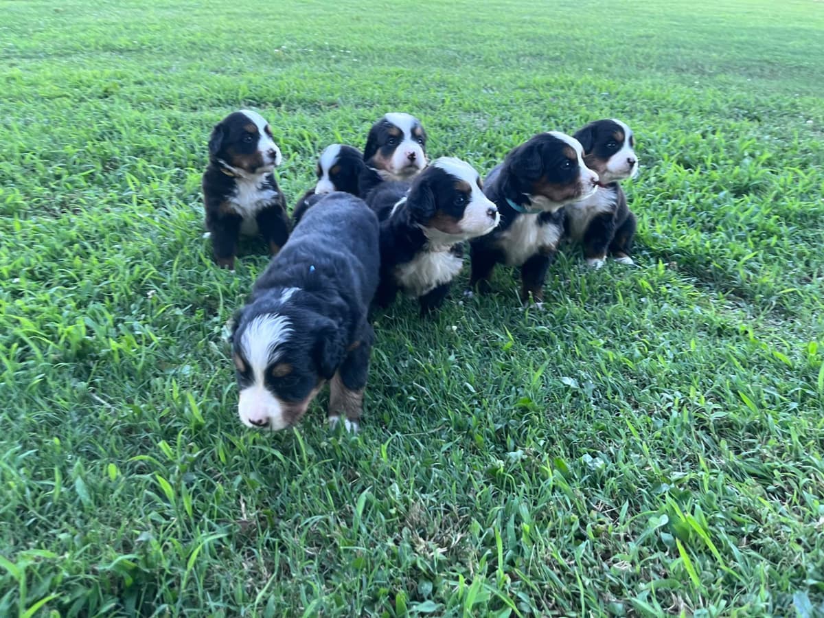 Bernese Mountain Dog Puppies breeder image 6