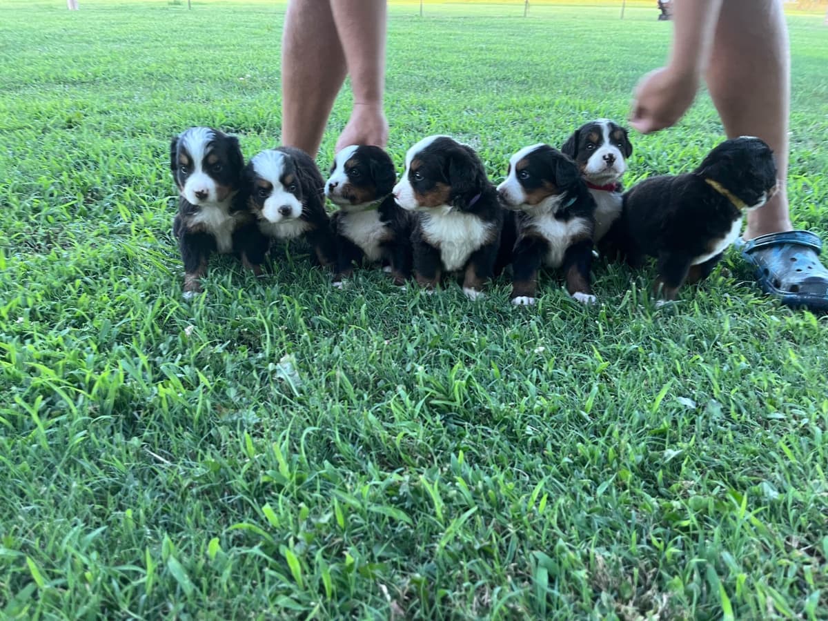Bernese Mountain Dog Puppies breeder image 7