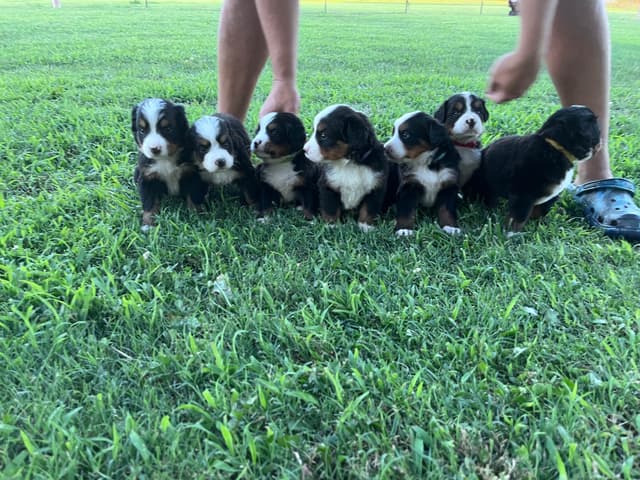Bernese Mountain Dog Puppies media 22