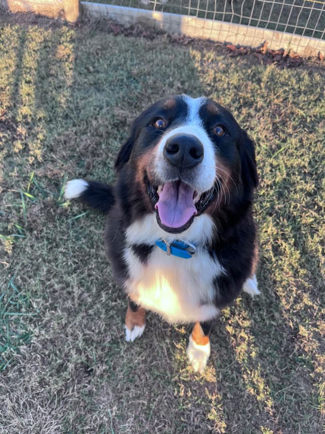 Bernese Mountain Dog Puppies media 23
